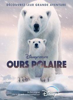 Ours Polaire wiflix